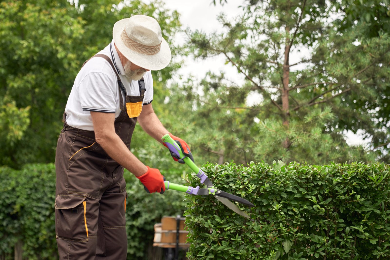 Senior man cutting overgrown bushes. Senior man with grey beard wearing uniform and summer hat cutting overgrown bushes with big scissors. Eldery worker taking care of plants in garden. Concept of gardening.